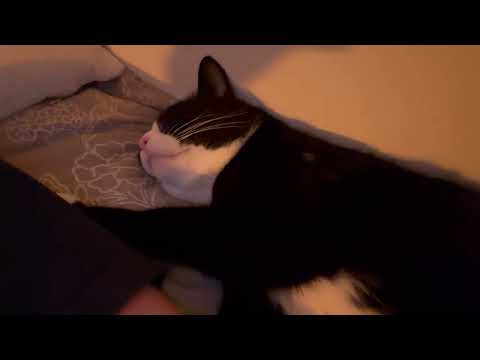 바디필로우가 필요하다