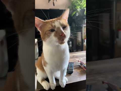 me on cat is back #mini #minimini #catlover #catlovestory #meon @ExploreEchox #exploreechi.t