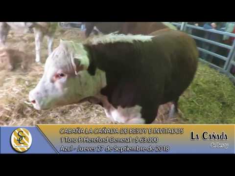 27-09-18 Venta de Toros P. Hereford Generales - Cabaña La Cañada de Besoy - Azul