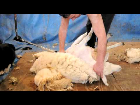 , title : 'Sheep Shearing Demonstration'