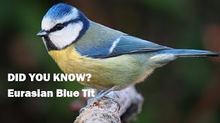 Download lagu All About the Eurasian Blue Tit  Surprising Fact About Its African Cousin! mp3 Download lagu All About the Eurasian Blue Tit  Surprising Fact About Its African Cousin! mp3