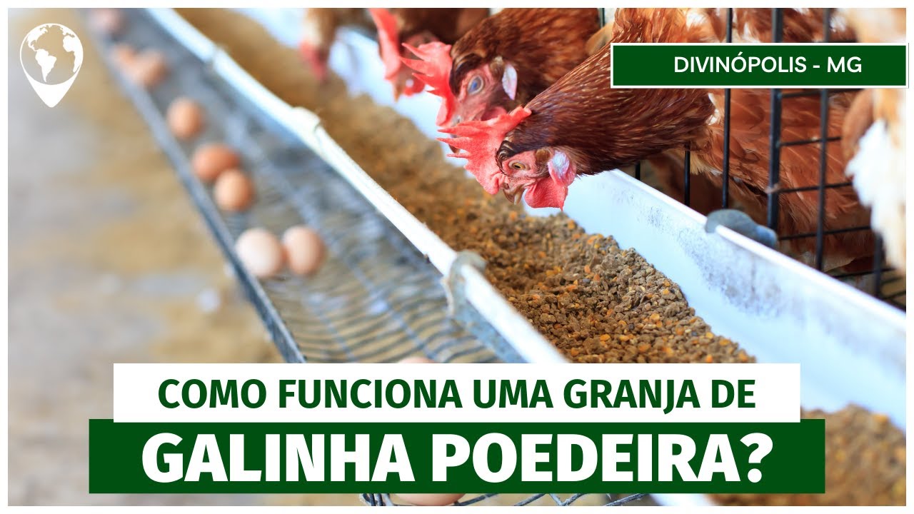 O ciclo completo da GRANJA: Explorando as indústrias por trás da produção de ovos - EP 03