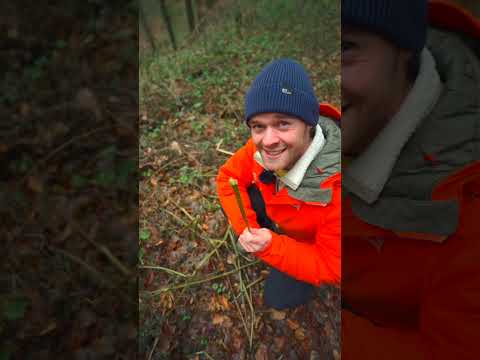 Tatort Wald: DBU & Wohllebens Initiative für Waldbewusstsein