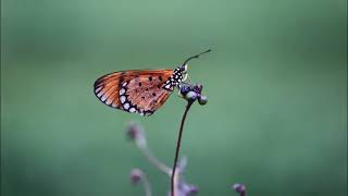 Download lagu No Regrets - Samantha Jones mp3