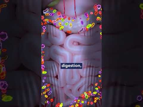 How MDMA Use Affects Gut Flora and Mental Health