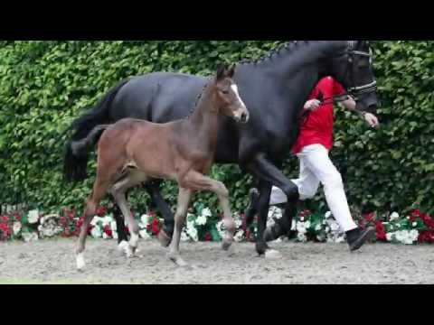 23 Balisto Hengst v. Bellini Royal - For Contest