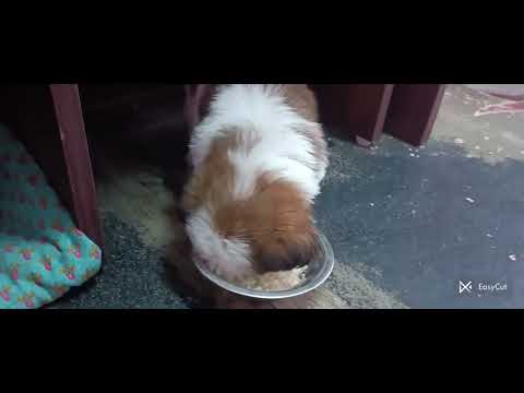 dogy #poppyplaytime#comed#