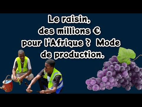 , title : 'Le raisin, des millions € pour l'Afrique? Mode de production.'