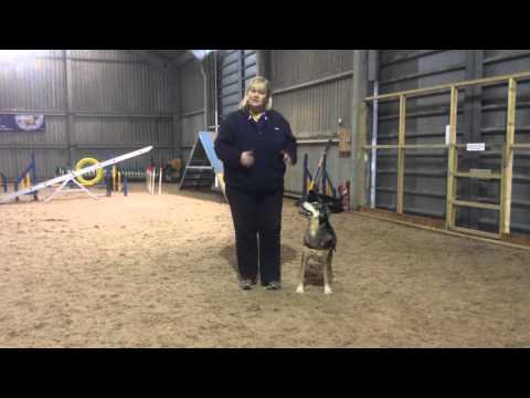 Philippa   teaching Wizard the Stand and Switch