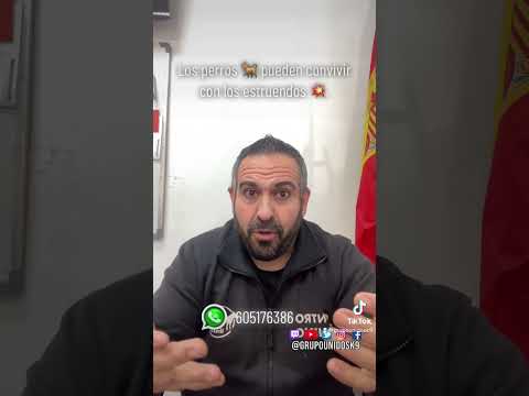 #alzira #sumacarcel #xativa #alcoy #bienestaranimal #noalmaltrato #perroconmiedo #perropanico