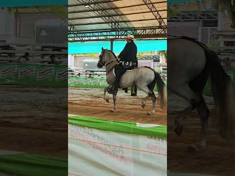 exposición equina Grado B en las ferias y fiestas de Cimitarra