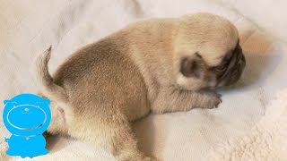 Pug puppy can't get up