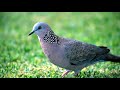 [Relax Morning  1 Hour 20 Minutes] Birds Chirping,Natural Sound of Birds Singing/Birds Spotted dove