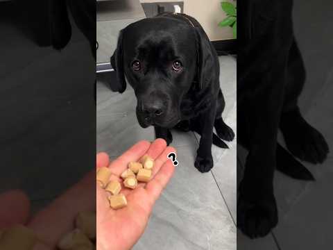 Cheating 😭🐕😇#ytshorts #shorts #shortvideo #short #labrador #dog