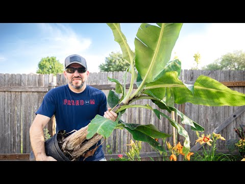 Planting Bananas the Easy Way