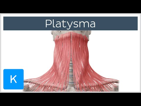 Platysma muscle - Origin, Insertion, Innervation & Function  - Human Anatomy | Kenhub