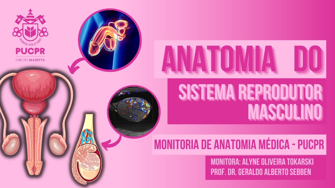 Sistema Reprodutor Masculino- Monitoria de Anatomia Médica II PUCPR