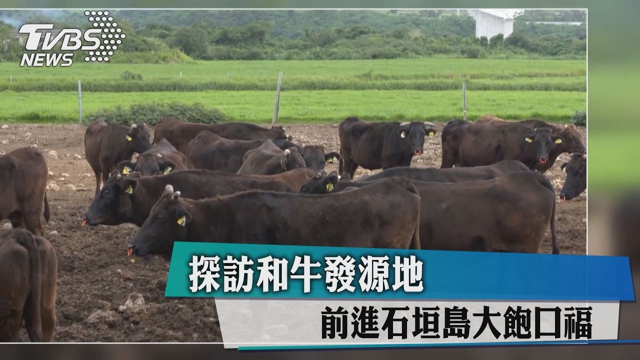 探訪和牛發源地 前進石垣島大飽口福