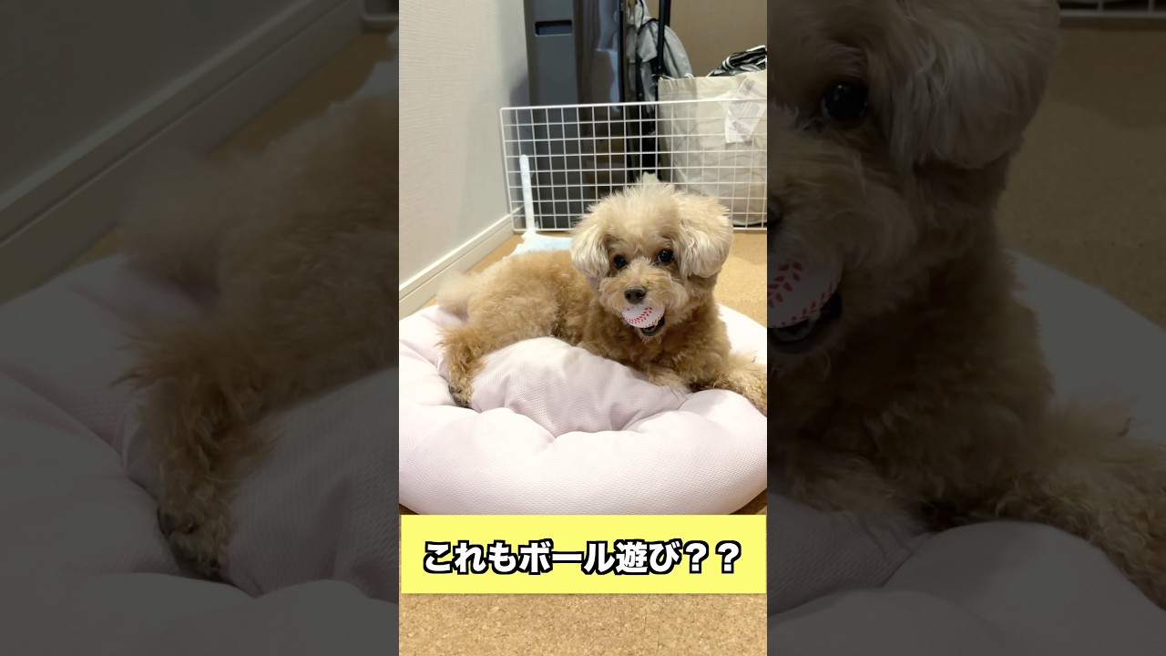 虎太郎にボールを上げたら返ってこなくなりましたｗ #トイプードル #犬 #dog