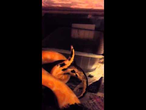 YouTube Video q2vpalq0ZLQ