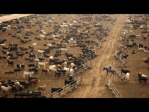 American Ranchers Raise 30,1 Million Beef Cattle This Way   American Cow Farm