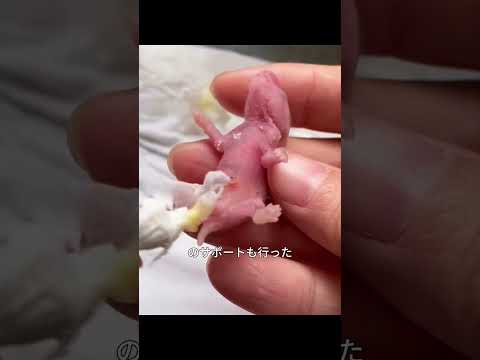 その女性が飼っていたハムスターが、変わった赤ちゃんハムスターを出産した。#動物