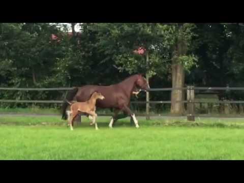 Sf von Escolar x Donnerhall