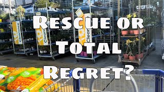 Big Box Clearance House Plants: Rescues or Regrets * Are they worth it?