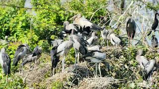 Download lagu Amazing 😻 Trees and water plants give shelter and nesting places  Bird Sanctuary  EP246 mp3