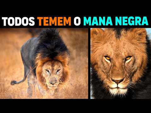 Lion - MANA NEGRA THE MOST FEARED LION IN AFRICA