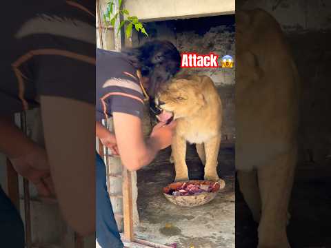 Lions attack 😡 #wildlife #animals #bigcat #shortvideo #zoo #wildliferescue 😡 #sohailbiganimals 😱