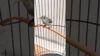 Download lagu Ampuh Suara Burung Konin Betina mp3 Download lagu Ampuh Suara Burung Konin Betina mp3