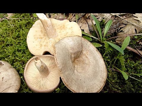 Grabova mlečnica - Lactarius circellatus