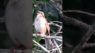 Tico Tico Soltando o Canto na Natureza 🥰 #shorts