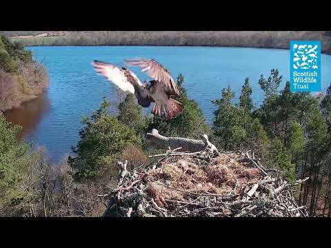 LM12 and NC0 Defend the Nest from Unringed Female Intruder (Loch of the Lowes Osprey Webcam 2022)