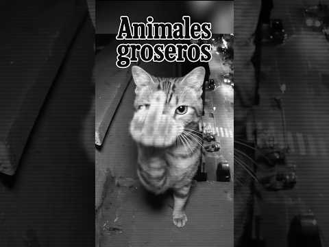 Vulgaridad animal