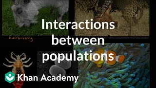 Interactions between populations | Ecology and natural systems | High school biology | Khan Academy