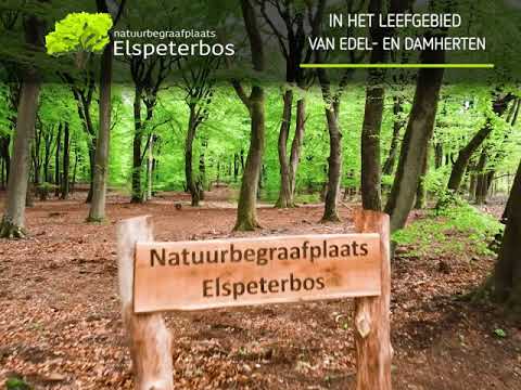 Natuurbegraafplaats Elspeterbos online commercial voor Omroep Gelderland