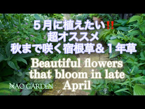  4月に植える花は何ですか？庭やバルコニーに花を咲かせる 5 種類以上の気楽な植物  庭園