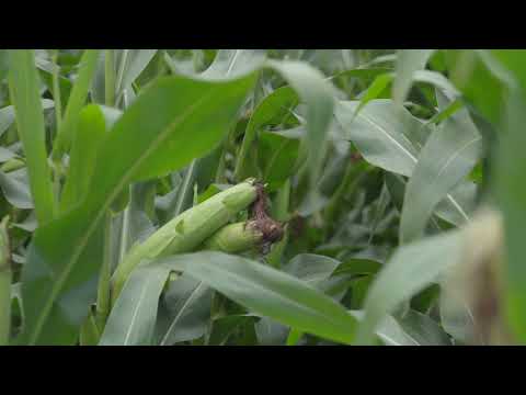 DEKALB hibridi kukuruza - Iskustva proizvođača Stevan Timčišin i Uroš Đačanin