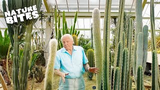 Exploring Natures Marvels David Attenborough Unveils the Desert Plants Life Cycle   Nature Bites