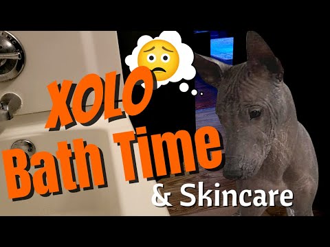 Xolo Bath Time