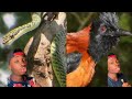 Flying Snakes Poison Birds And A Homicidal Golf Ball