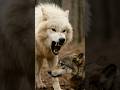 How Big Were Dire Wolves Really? #wolf #direwolf #wildlife