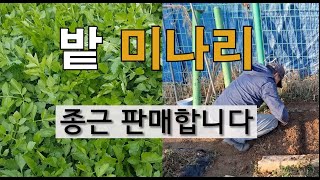 밭 미나리 종근 판매 합니다. #미나리 종근 구매하기