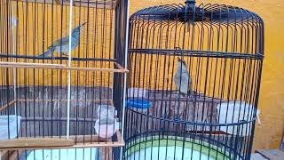 Download lagu cucak kombo jantan & betina mp3 Download lagu cucak kombo jantan & betina mp3