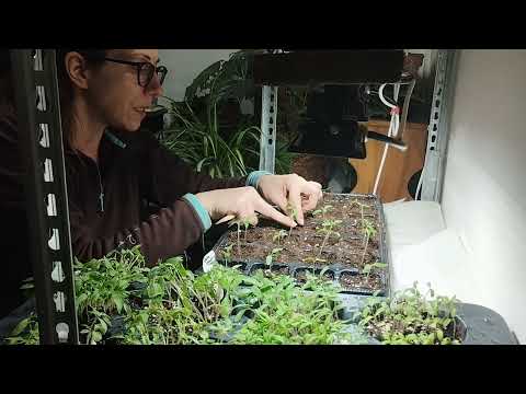 Pikiranje rasada paradajza | Važni savete za uspešan rasad