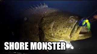Goliath Grouper Caught From Shore on Small Gear While Snook Fishing