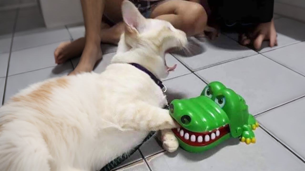 Funniest animals will make you die laughing 😂