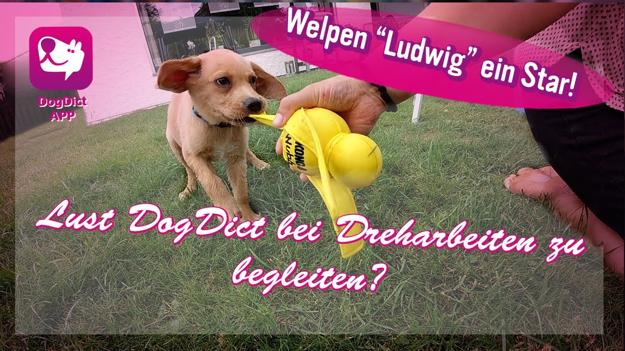 Welpen Begleitung, Lust DogDict Hunde sehen und Verstehen, bei den Dreharbeiten zu begleiten Folge 3